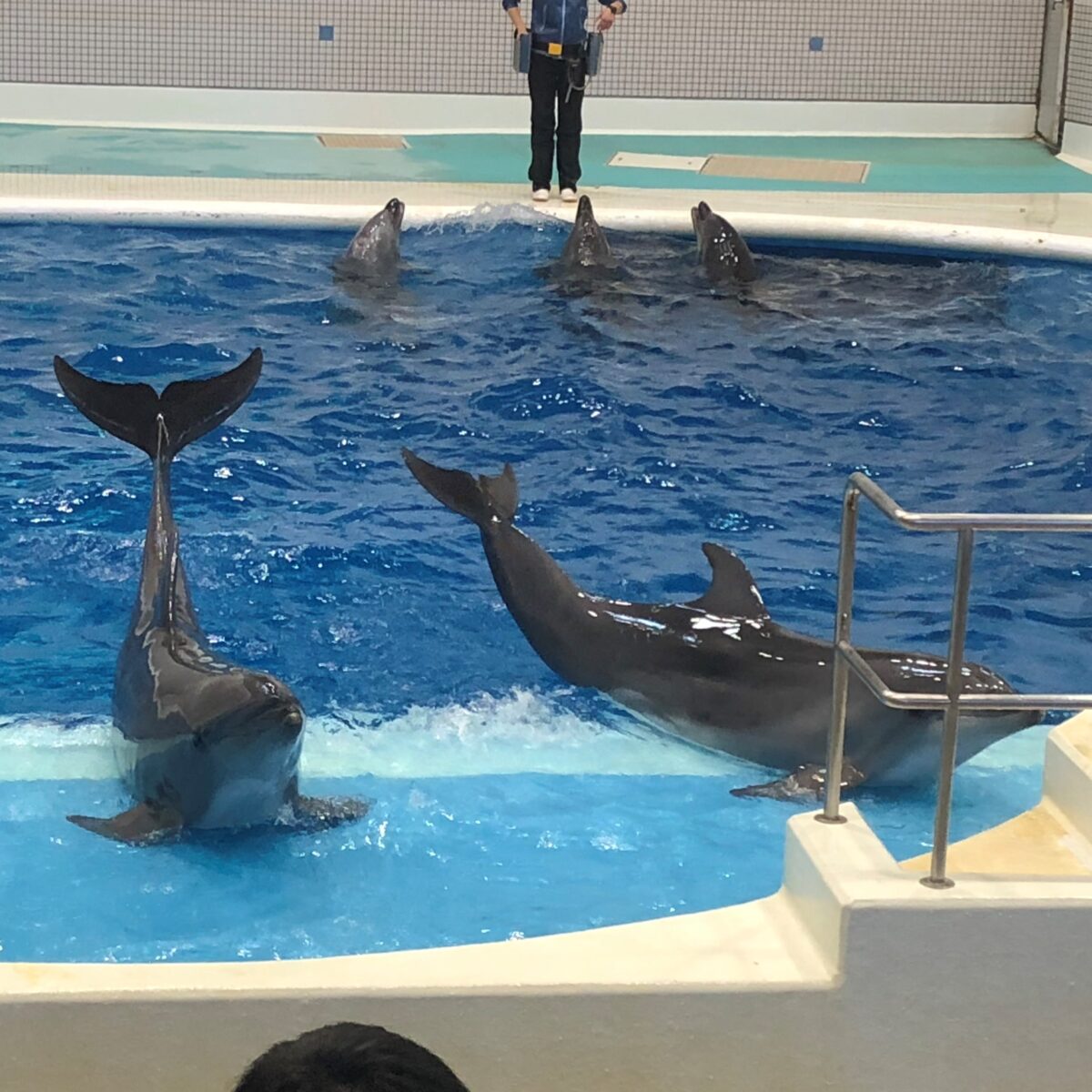 イルカショー 大久保製作所